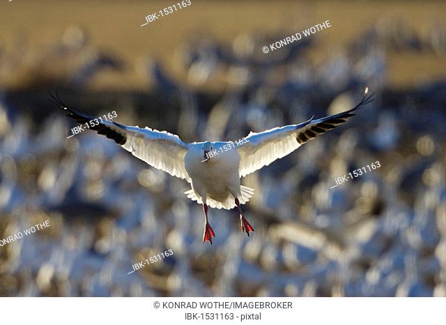 Snow Geese (Anser caerulescens atlanticus, Chen caerulescens) landing, in the Bosque del Apache Wildlife Refuge, New Mexico, USA, North America