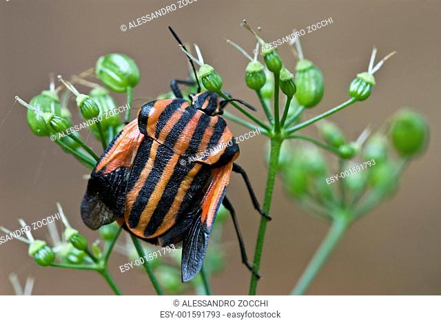 Black and red shield bug with wings out Graphosoma italicum