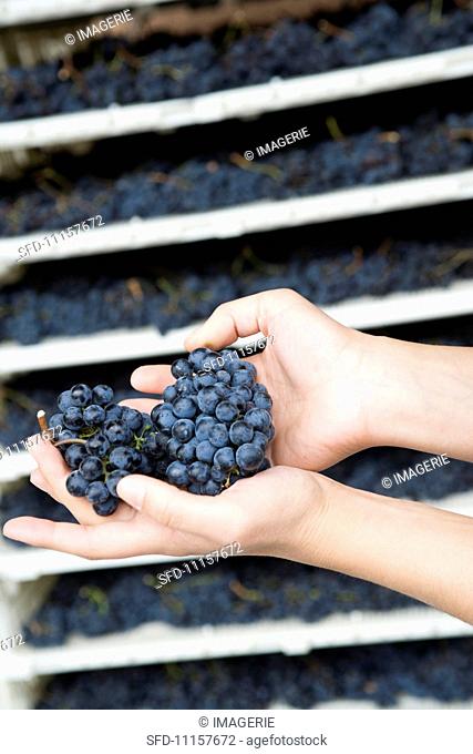 Hands holding fresh grapes
