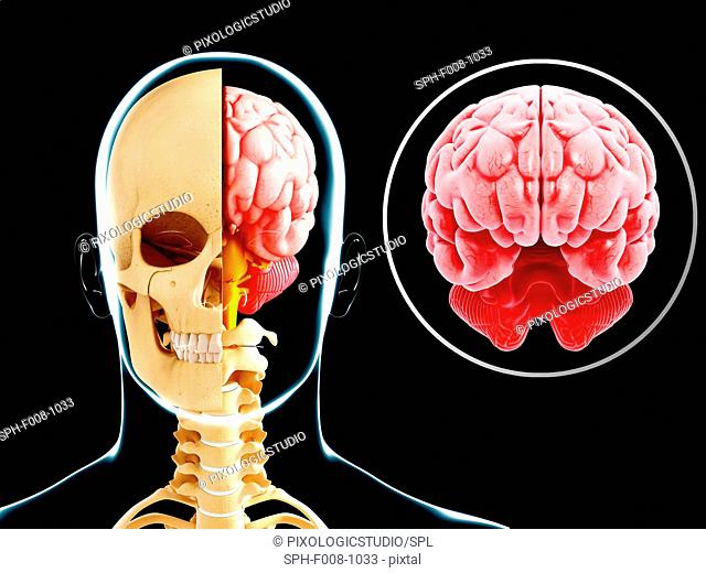 Human brain anatomy, computer artwork