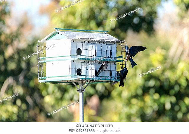 Purple martin birds Progne subis fly and perch around a birdhouse in Marco Island, Florida