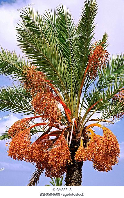 Photo essay. Date palm Phoenix dactylifera in a palm grove. Kerkennah Islands, Tunisia. Date palm is a dioecious plant. This means that its flowers are...