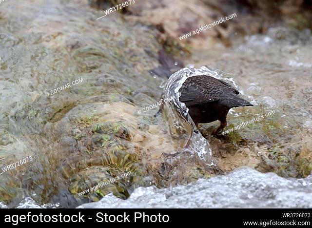 white-throated dipper in the winter germany