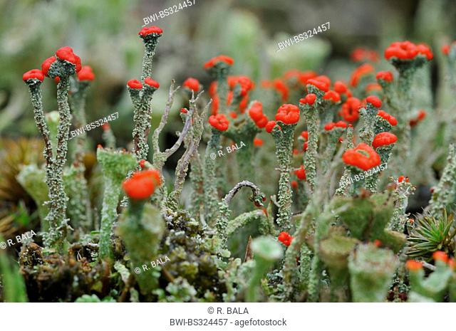 Cladoniaa (Cladonia coccifera), with red apothecia, Germany