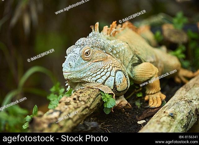 Green iguana (Iguana iguana) lying on a branch, Bavaria, Germany, Europe