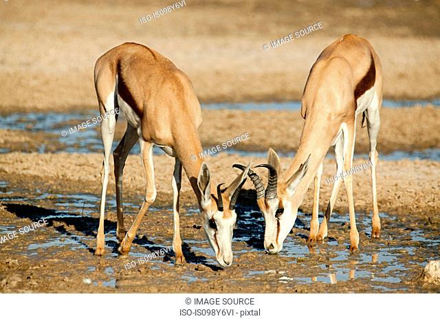 Two springbok drinking water