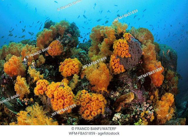 Orange Cup Corals on Coral Reef, Tubastraea faulkneri, Komodo National Park, Lesser Sunda Islands, Indo-Pacific, Indonesia