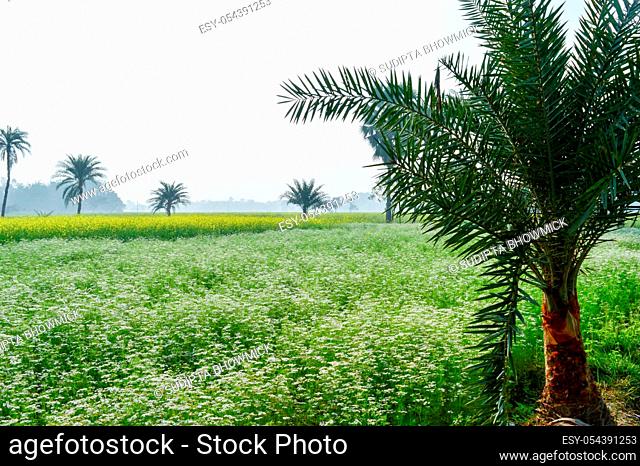 Green fields and trees in a scenic agricultural landscape in rural Bengal, North East India. A typical natural scenery with an agricultural field in the rural...