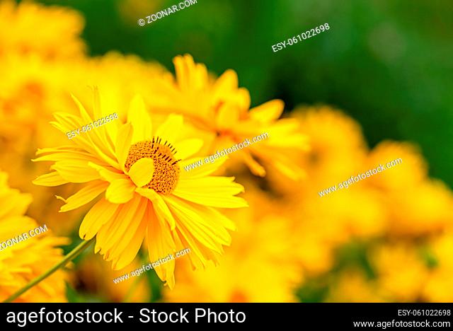 Field of yellow chrysanthemum or gaillardia with flowers head on front view
