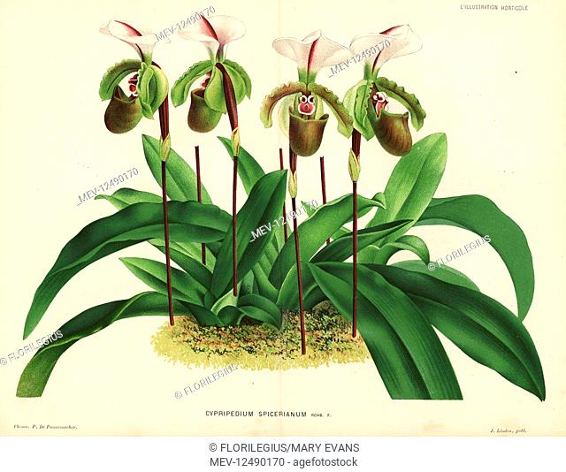 Paphiopedilum spicerianum orchid (Cypripedium spicerianum). Chromolithograph by P. de Pannemaeker from Jean Linden's l'Illustration Horticole, Brussels, 1883