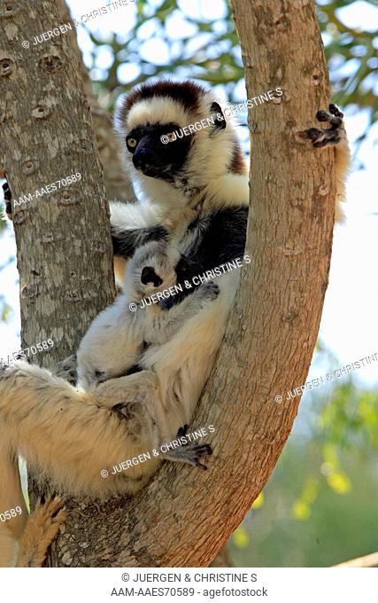 Verreaux`s Sifaka (Propithecus verreauxi) with Young in Tree, Berenty Game Reserve, Madagascar