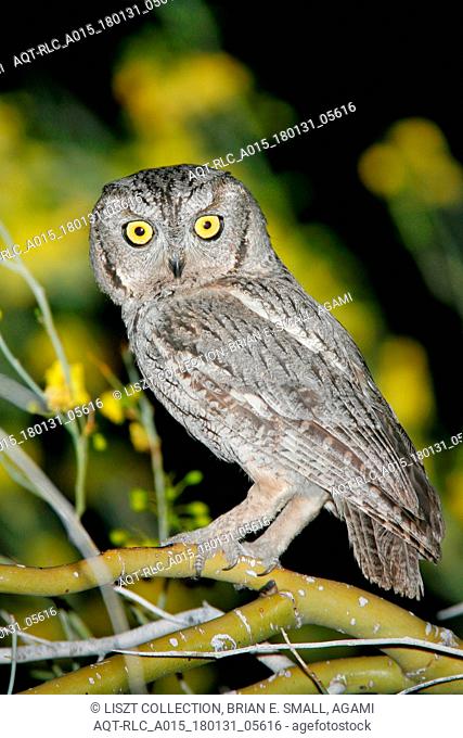 Western Screech-Owl, Megascops kennicott