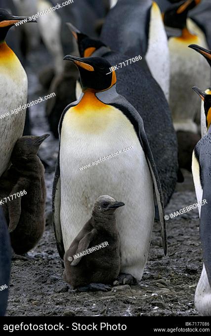 King penguin (Aptenodytes patagonicus), adults with chicks, bird colony, Salisbury Plain, South Georgia and South Sandwich Islands, British Overseas Territory