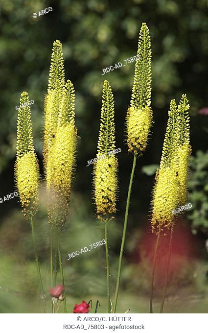 Foxtail Lily Eremurus bungei Eremurus stenophyllus
