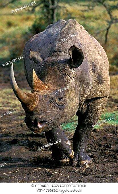 Black Rhinoceros, diceros bicornis, Nakuru Park in Kenya