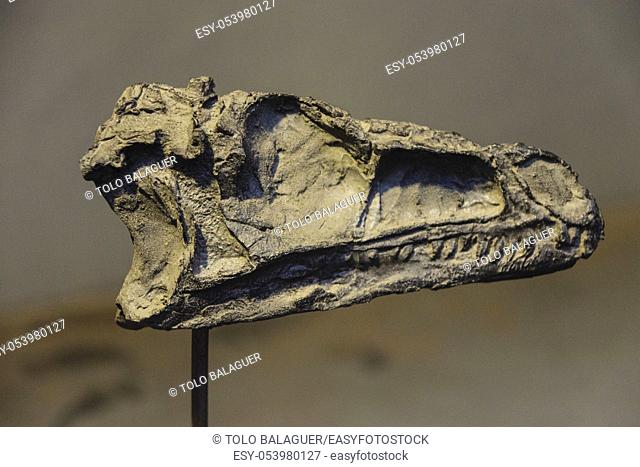 craneo de Eoraptor lunensis, hace 235 millones de anos, Dinosauria, museo de los dinosaurios, sala de la evolucion, Esperaza
