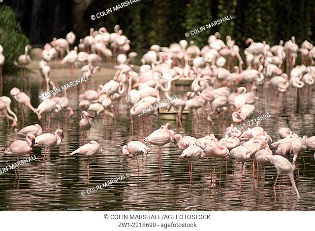 Flock of Greater Flamingoes (Phoenicopterus roseus) at Jurong Bird Park in Singapore