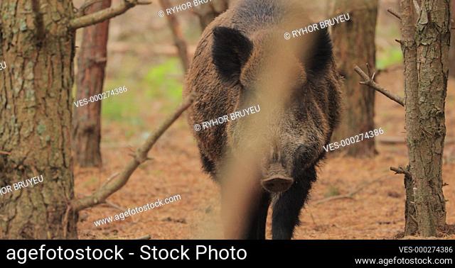 Belarus. Wild Boar Or Sus Scrofa, Also Known As The Wild Swine, Eurasian Wild Pig Sniffs Air In Autumn Forest. Wild Boar Is A Suid Native To Much Of Eurasia