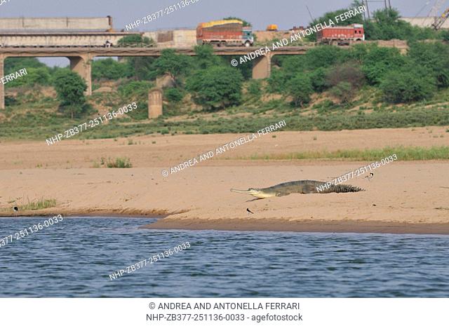 Gharial Gavialis gangeticus basking on the shores of the Chambal river, National Chambal Gharial Wildlife Sanctuary, Dholpur, India