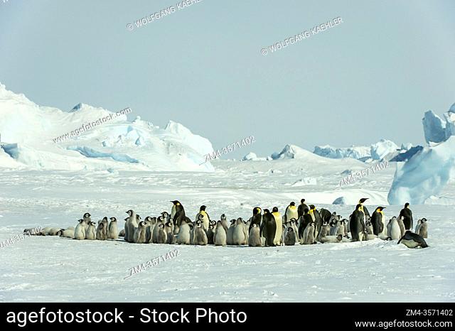 View of an Emperor penguin (Aptenodytes forsteri) colony on the sea ice at Snow Hill Island in the Weddell Sea in Antarctica