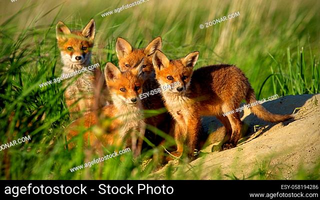 Red fox, vulpes vulpes, small young cubs near den curiously staring towards camera. Cute little wild predators in natural environment