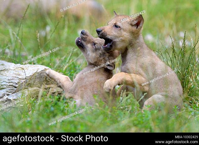 Wolf, Canis lupus, two cub playing