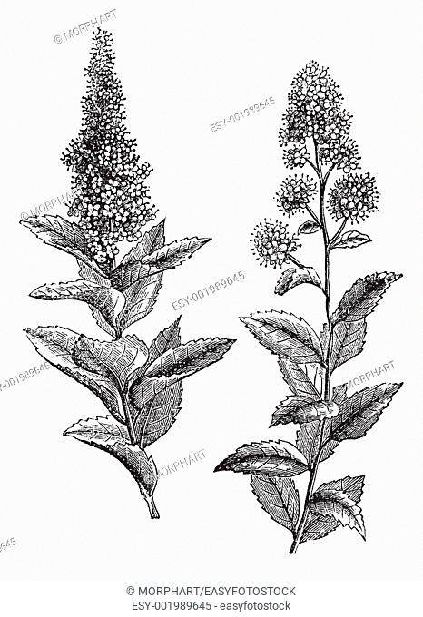 Spiraea salicifolia and Steeplebush or Spiraea tomentosa or Hardhack, vintage engraving  Old engraved illustration of Spiraea salicifolia 1 and Steeplebush 2...