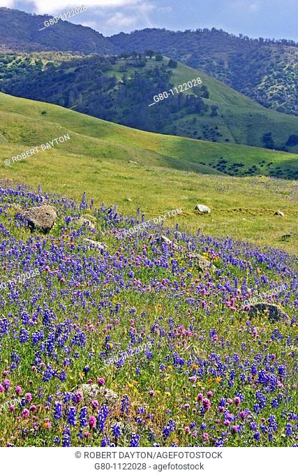 Lupine and Owl's Clover, California