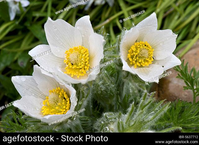 White Pasqueflower, Pulsatilla vulgaris 'Alba' ornamental perennial plant flowering on garden rockery in early spring, Berkshire, England, United Kingdom