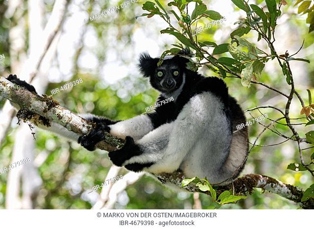 Indri (Indri indri), sitting in a tree, Analamazoatra, Andasibe National Park, Eastern Madagascar, Madagascar
