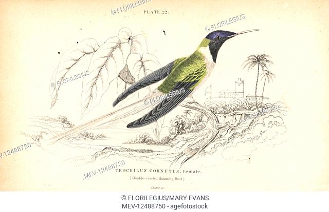 Horned sungem, Heliactin bilophus, female (Double-crested hummingbird, Trochilus cornutus). Handcoloured steel engraving by William Lizars from Sir William...