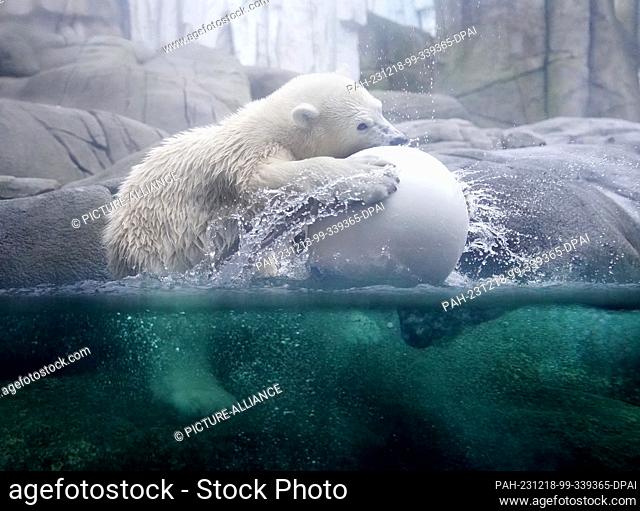 18 December 2023, Hamburg: Polar bear girl Anouk plays in the water in the polar bear enclosure in the Arctic Ocean at Hagenbeck Zoo
