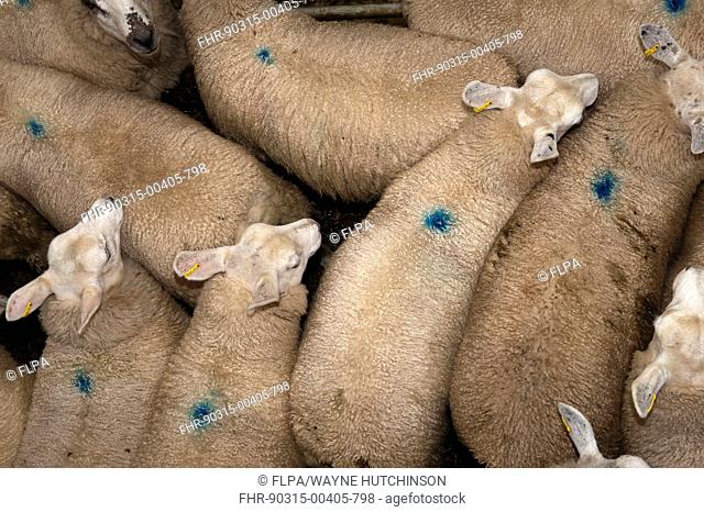 Sheep farming, sheep flock being loaded onto wagon at market, Welshpool auction mart, Welshpool, Powys, Wales, august
