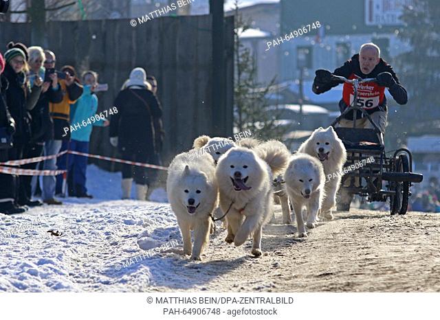Horst Klank, many-time German and world champion sets off with his dogs during the first dog sled race of 2016 in Hasselfelde, Germany, 09 January 2016