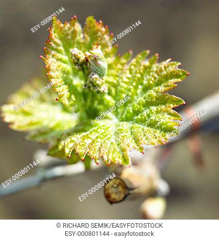 grape-vine bud