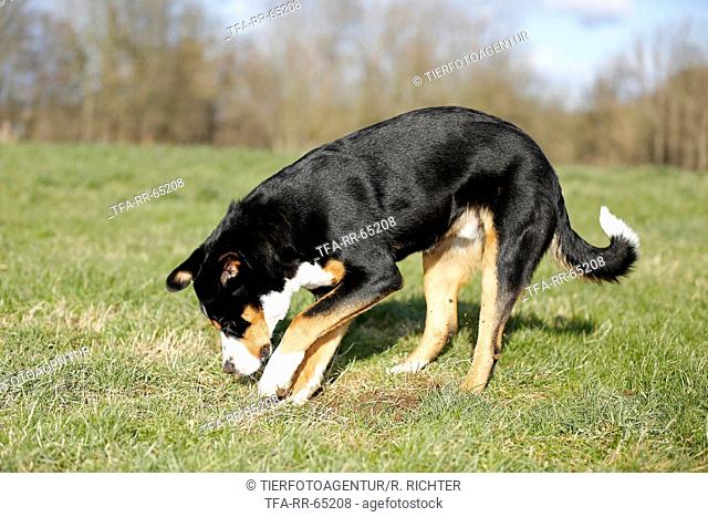 digging Greater Swiss Mountain Dog