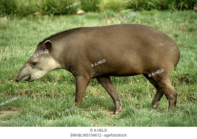Brazilian tapir, South American tapir Tapirus terrestris, on meadow