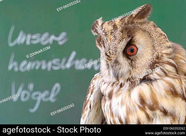 Chalkboard with an owl in the foreground. German text on chalkboard: