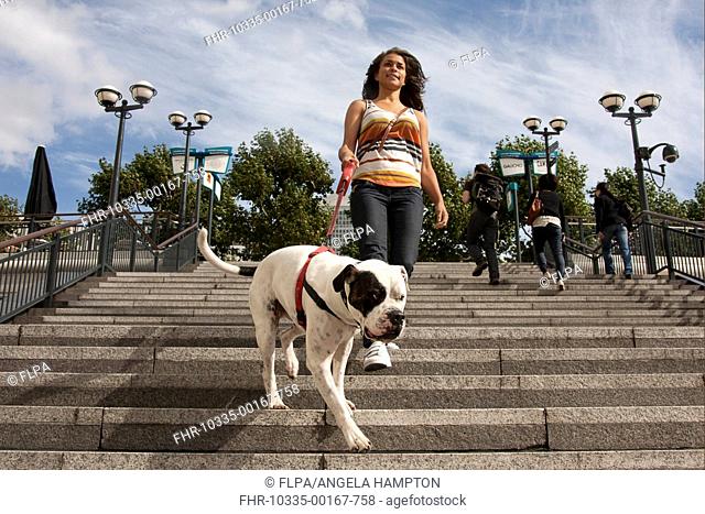 Domestic Dog, Old Tyme Bulldog, adult, on lead, being walked by young woman owner down steps in city, Canary Wharf, London, England, september