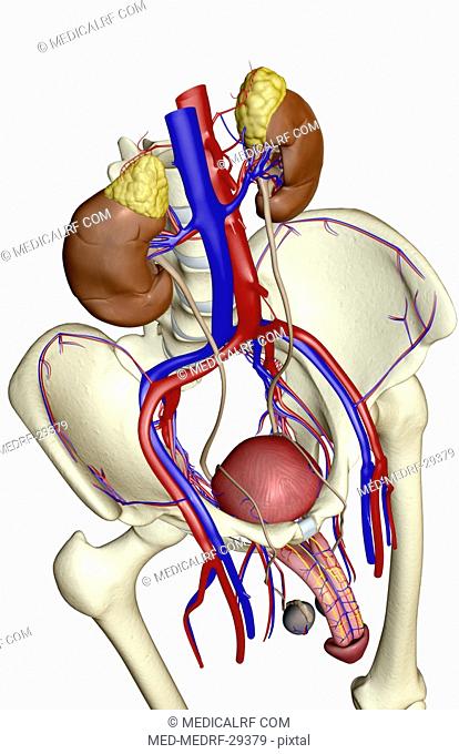 The urinary system