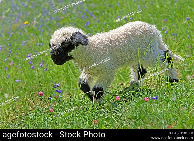 Valais Blacknose Sheep. Lambs walking on alpine meadow in spring. Switzerland