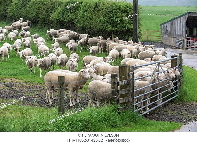 Domestic Sheep, Friesland ewes, flock standing at gate in pasture, waiting to come in for milking, Chipping, Lancashire, England, June