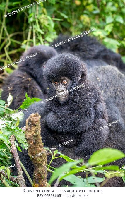 Close up of a baby Mountain gorilla in the Virunga National Park, Democratic Republic Of Congo