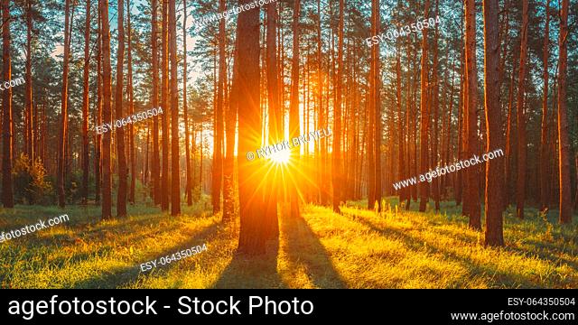 Beautiful Sunset Sunrise Sun Sunshine In Sunny Summer Coniferous Forest. Sunlight Sunbeams Through Woods In Forest Landscape