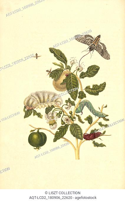 Guava (Psidium guineense) with hairy larva species of Podalia or Megalopyge, and larva and pupa of tobacco hawk moth (Manduca sexta)