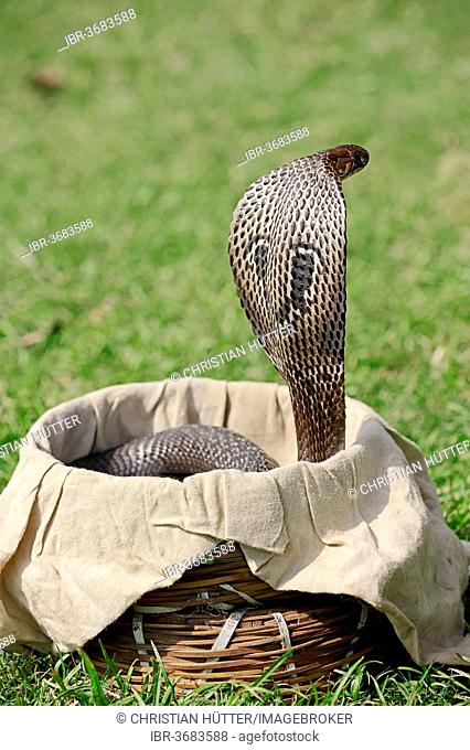Indian Cobra, Asian Cobra or Spectacled Cobra (Naja naja) in a snake charmer's basket, New Delhi, Delhi, India