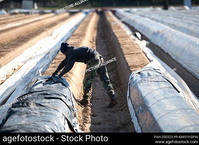 23 March 2020, Hessen, Weiterstadt: A seasonal worker lays the tarpaulin over the asparagus ridge on the Tannenhof cultivation area