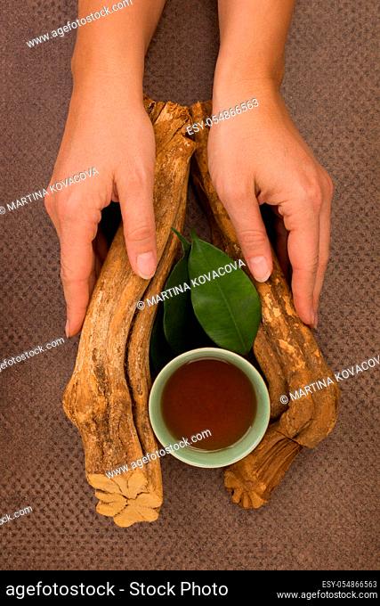Drinking ayahuasca. Banisteriopsis caapi wood, psychotria leaves and ayahuasca brew and bowl in woman hands