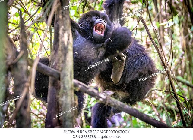 An adolescent Mountain Gorilla (Gorilla beringei beringei) of the Muhoza group, climbing and , in Volcanoes National Park, Virunga mountain range , Rwanda