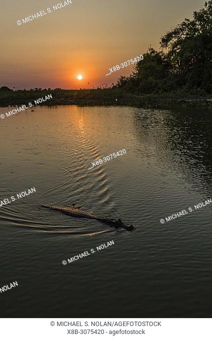 An adult yacare caiman, Caiman yacare, swimming at sunset, Pousado Alegre, Mato Grosso, Brazil